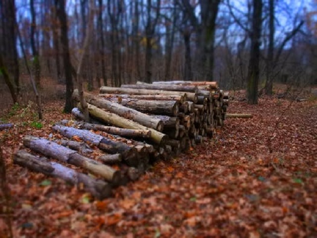 Timmer i skog
