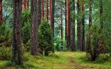 Träd i skog