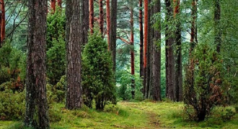 Träd i skog